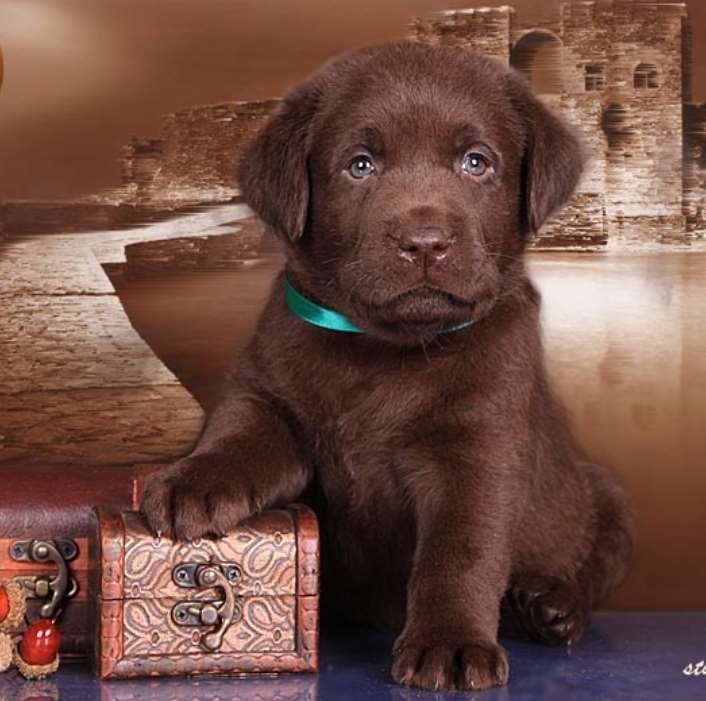 תמונה 1 ,כלבים לברדור רטריבר   שוקולד למכירה בתל אביב