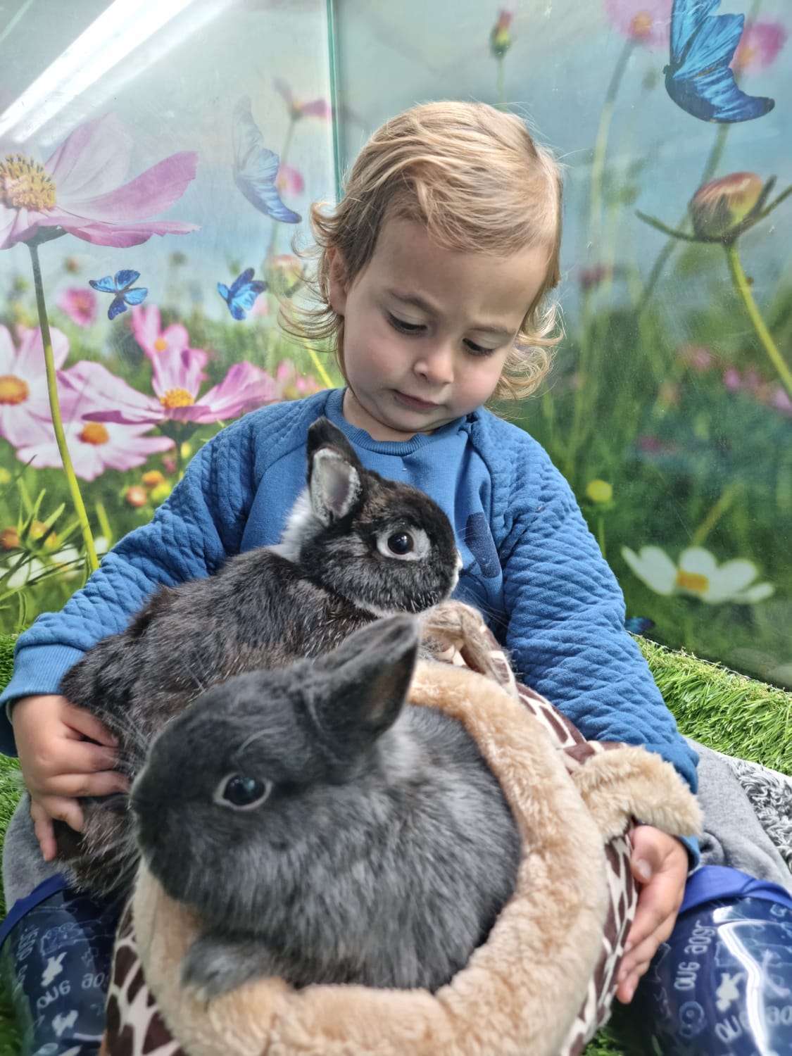 תמונה 7 ,מכרסמים ארנבות   ארנבונים ננסיים הולנדים למכירה בראשון לציון