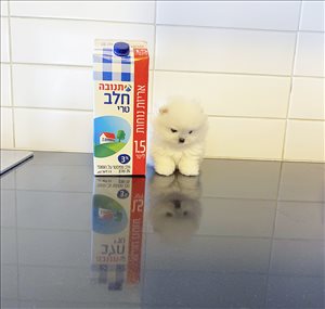 כלבים פומרניאן אילת 