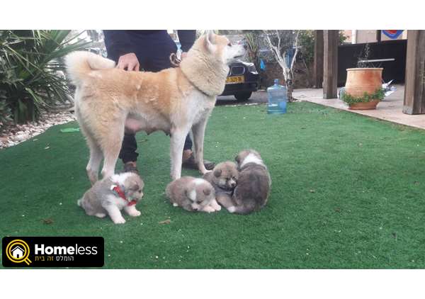 תמונה 2 ,כלבים אקיטה יפני   אקיטה יפני למכירה בדאלית אל-כרמל