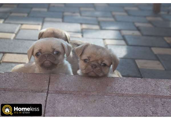 תמונה 1 ,כלבים אחר   גורי פקינז מעורב בפאג סיני למכירה בצפת