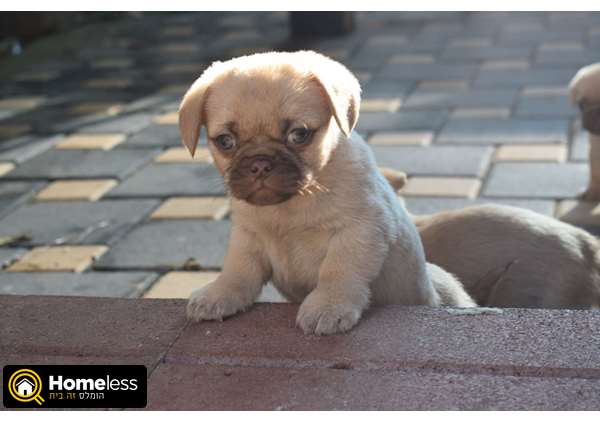 תמונה 2 ,כלבים אחר   גורי פקינז מעורב בפאג סיני למכירה בצפת