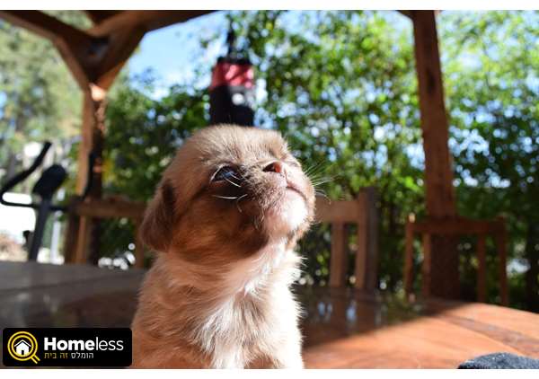 תמונה 3 ,כלבים אחר   גורי פקינז מעורב בפאג סיני למכירה בצפת