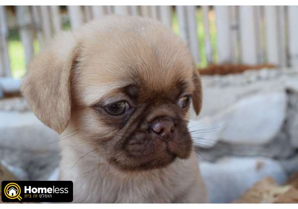תמונה 4 ,כלבים אחר   גורי פקינז מעורב בפאג סיני למכירה בצפת