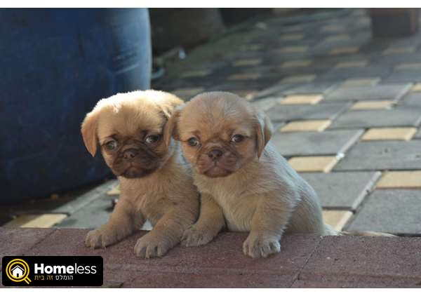 תמונה 1 ,כלבים אחר   פקינז מעורב בפאג סיני למכירה בצפת