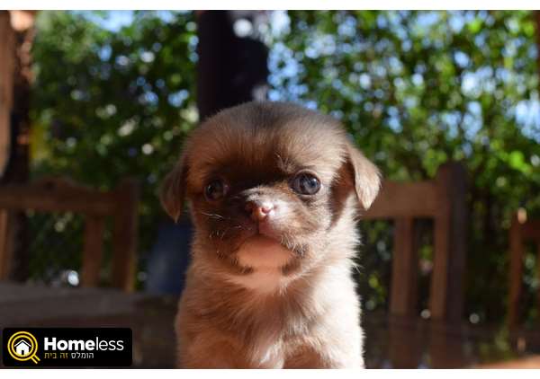 תמונה 2 ,כלבים אחר   פקינז מעורב בפאג סיני למכירה בצפת