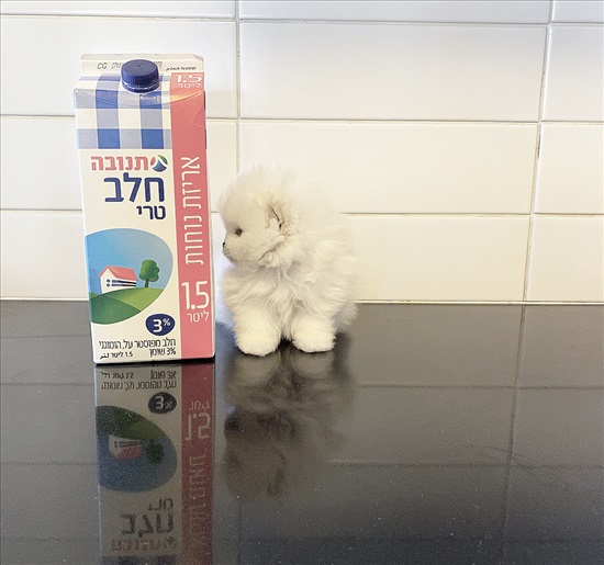 תמונה 4 ,כלבים פומרניאן   פומרניין למכירה בקרית אונו