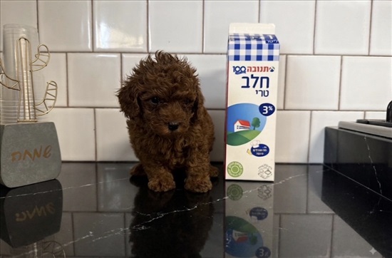 תמונה 2 ,כלבים פודל טוי   פודל טוי  למכירה בקרית אונו