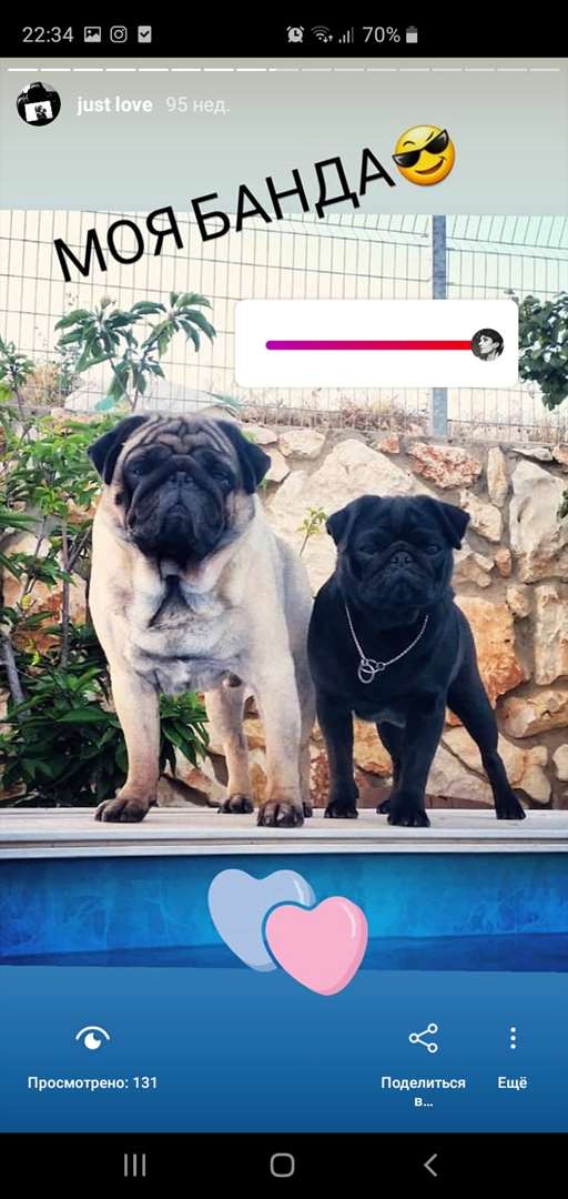 תמונה 2 ,כלבים פאג   באגי למכירה בחיפה