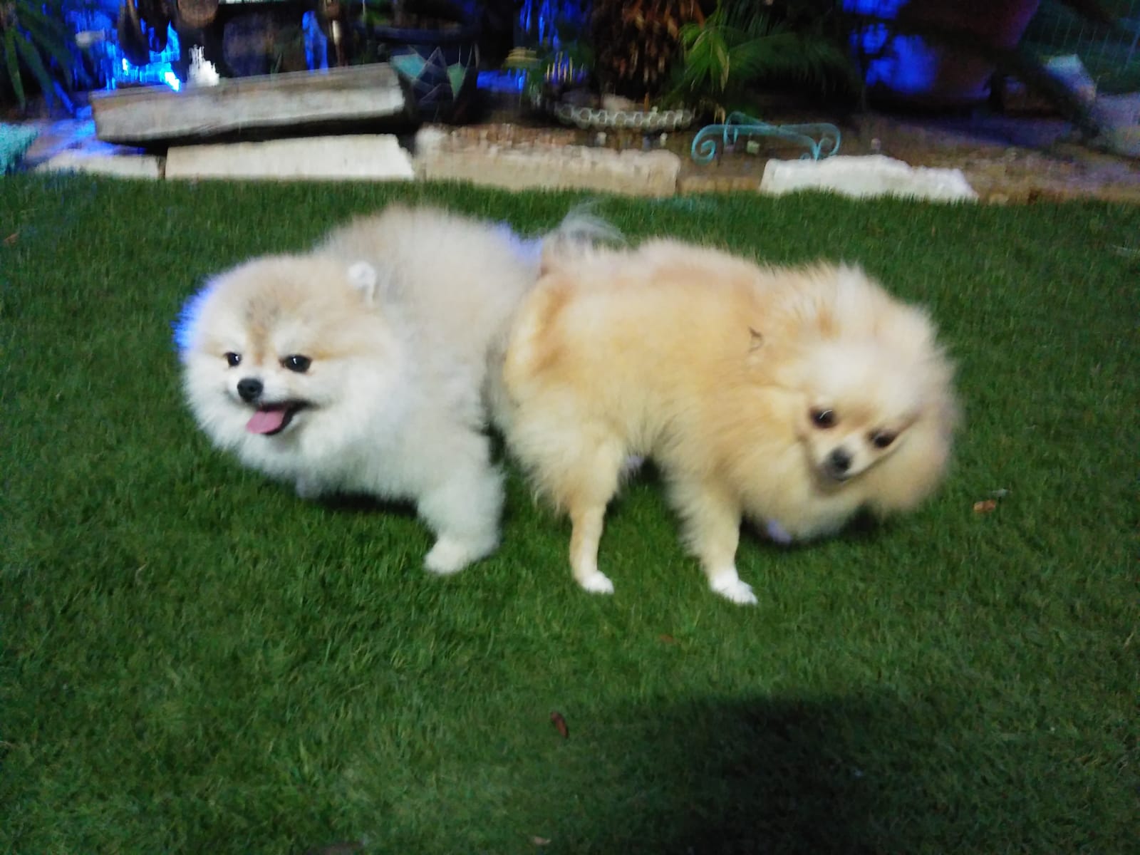 תמונה 3 ,כלבים פומרניאן   גוצי למכירה בטבריה