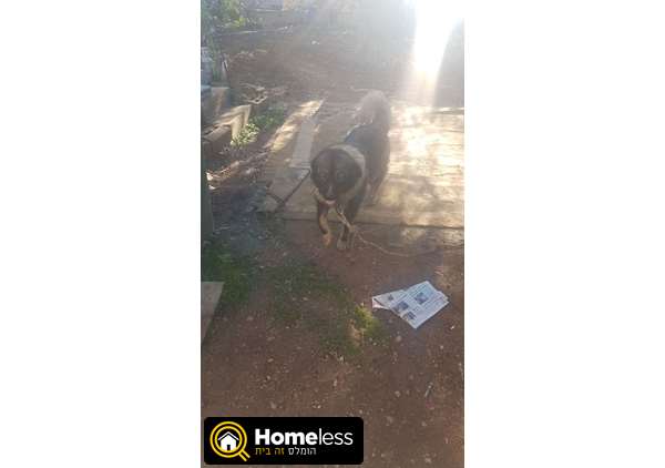 תמונה 3 ,כלבים רועה קאווקזי   אשרף  למכירה בכפר כנא  