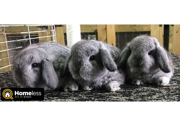 תמונה 3 ,מכרסמים ארנבות   ארנבים גזעיים למכירה באליקים