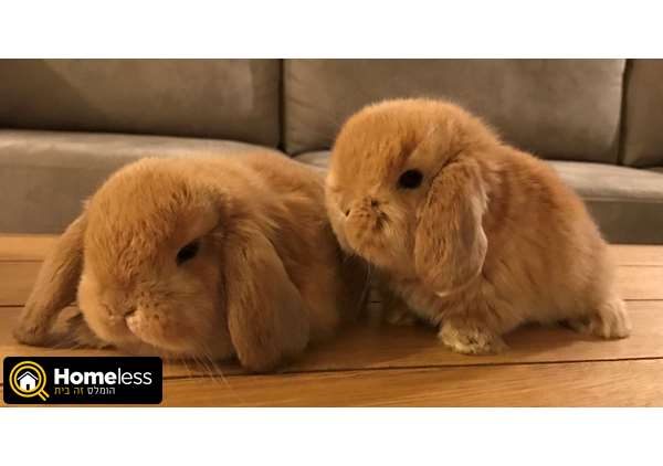 תמונה 4 ,מכרסמים ארנבות   ארנבים גזעיים למכירה באליקים