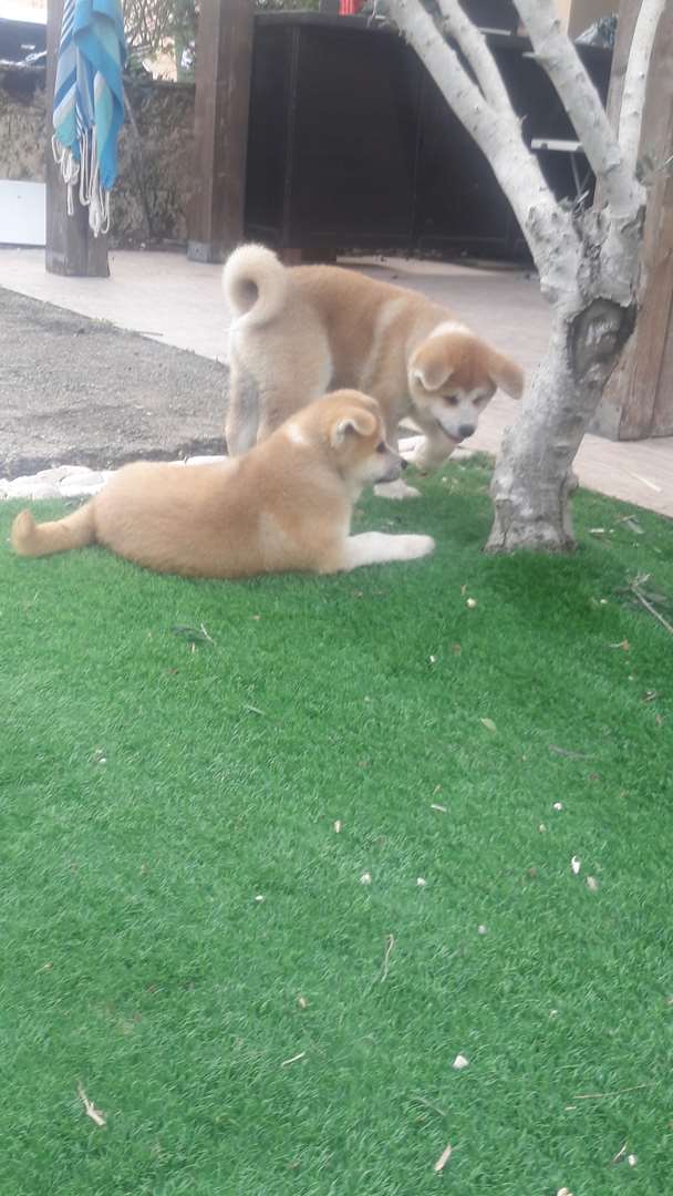 תמונה 4 ,כלבים אקיטה יפני   אקיטה יפני למכירה בדאלית אל כרמל