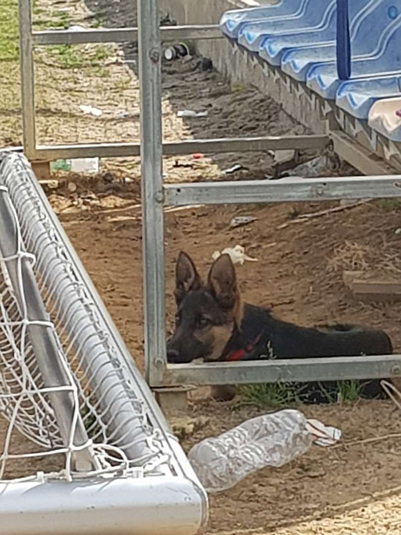 תמונה 3 ,כלבים רועה גרמני   קילר למכירה בבאר שבע