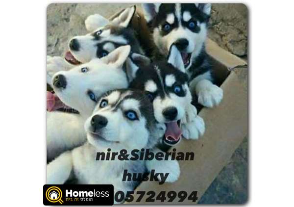 תמונה 2 ,כלבים האסקי סיביר   האסקי למכירה ברווחה