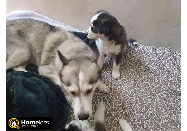 תמונה 3 ,כלבים האסקי סיביר   זכר גזעי למכירה בלוד