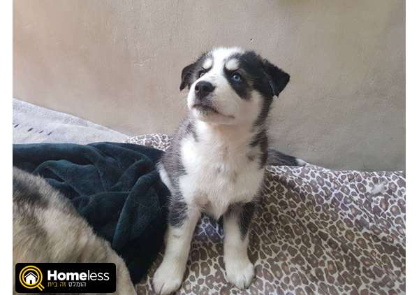 תמונה 4 ,כלבים האסקי סיביר   זכר גזעי למכירה בלוד
