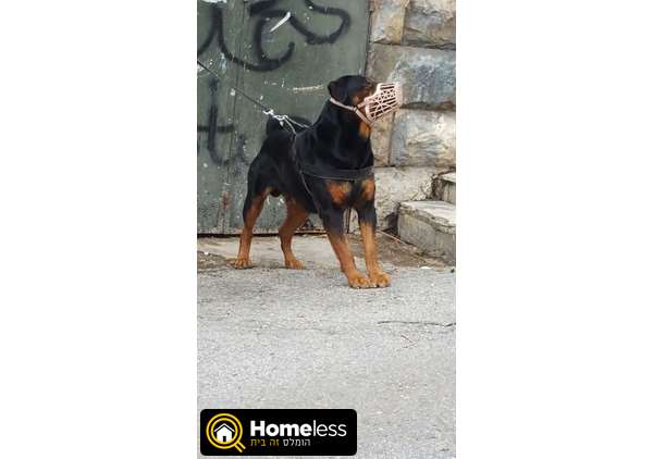 תמונה 2 ,כלבים אחר   רוטווילר למכירה בירושלים