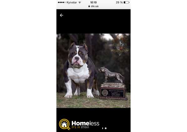 תמונה 2 ,כלבים אחר   אמריקן בולי למכירה בתל אביב