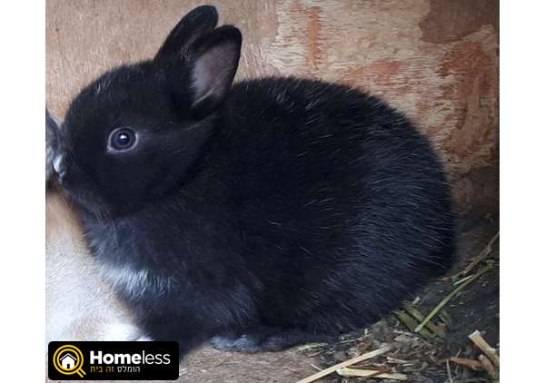 תמונה 1 ,מכרסמים ארנבות   ננסי הולנדי למכירה בכפר יונה