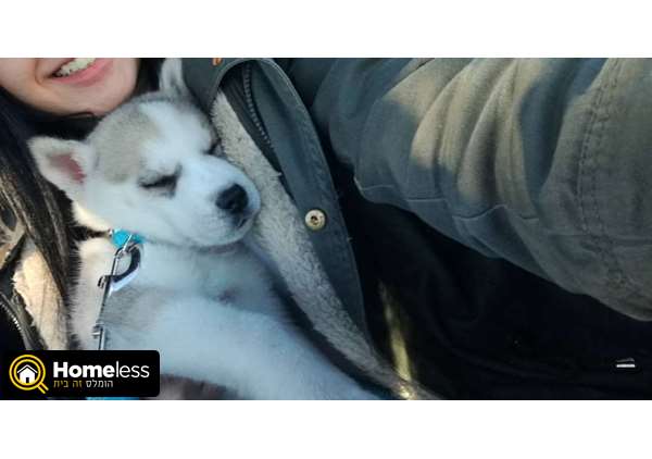 תמונה 2 ,כלבים האסקי סיביר   גורי האסקי סיבירי מדהימים למכירה בהקריות והסביבה