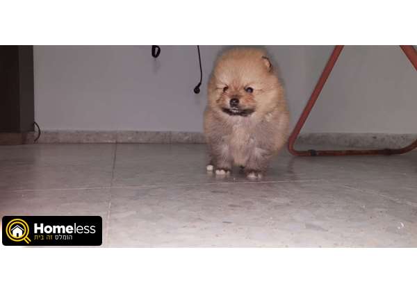תמונה 1 ,כלבים פומרניאן   לואי למכירה בקסטינה