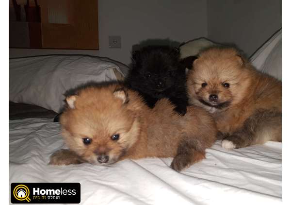 תמונה 2 ,כלבים פומרניאן   לואי למכירה בקסטינה