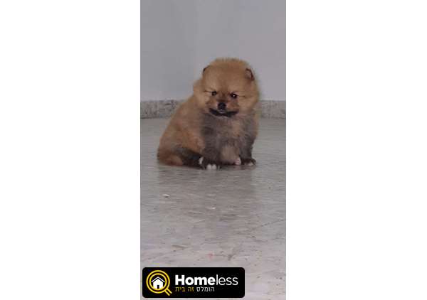 תמונה 4 ,כלבים פומרניאן   לואי למכירה בקסטינה
