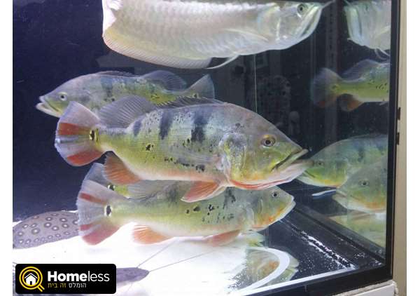תמונה 1 ,דגים דגים טרופים   פיקוק באס למכירה בתל אביב