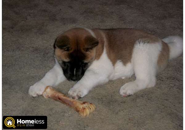תמונה 3 ,כלבים אקיטה יפני   אקיטה גורים למכירה בהגליל והגולן