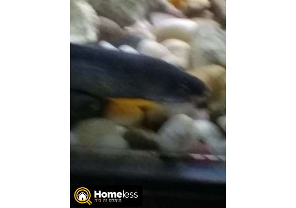 תמונה 2 ,דגים טורפים   מורנה למכירה בתל חי