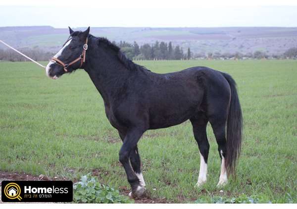 תמונה 2 ,סוסים טנסי ווקר   טנסי למכירה בכפר קיש