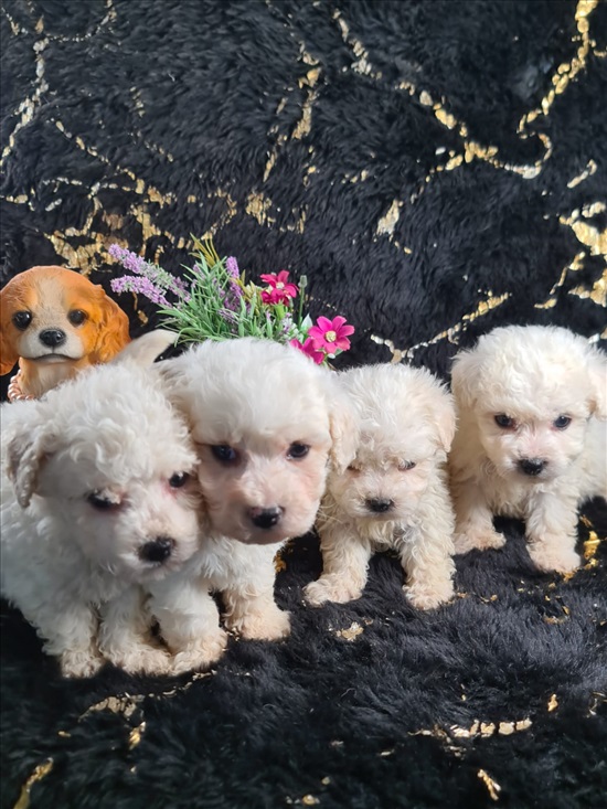 תמונה 6 ,כלבים בישון פריזה   בישון פריזה  למכירה באשדוד