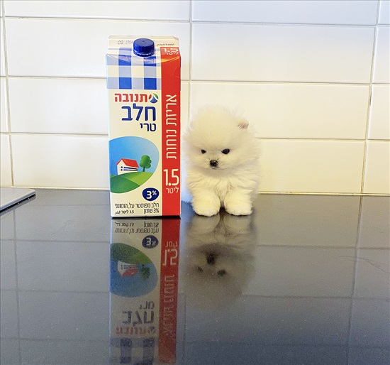 תמונה 3 ,כלבים פומרניאן    פומרניין למכירה בקרית אונו