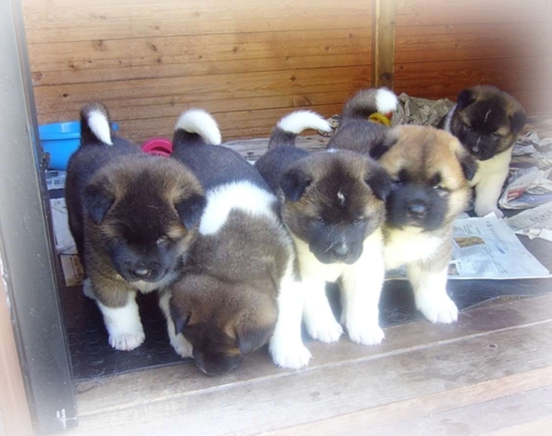 תמונה 1 ,כלבים אקיטה יפני   גורי אקיטה למכירה בעמק יזרעאל