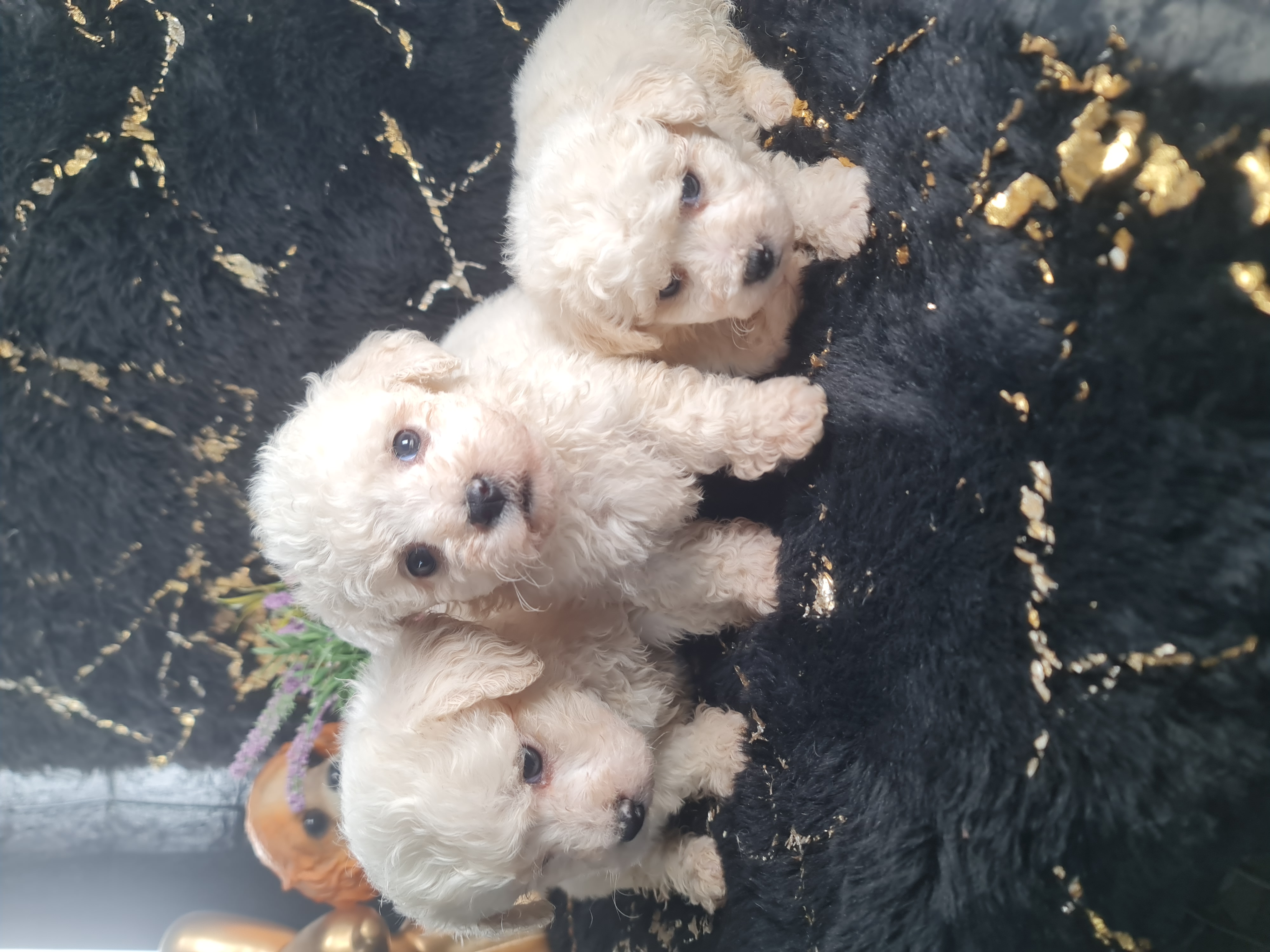 תמונה 1 ,כלבים בישון פריזה   בישון פריזה  למכירה באשדוד