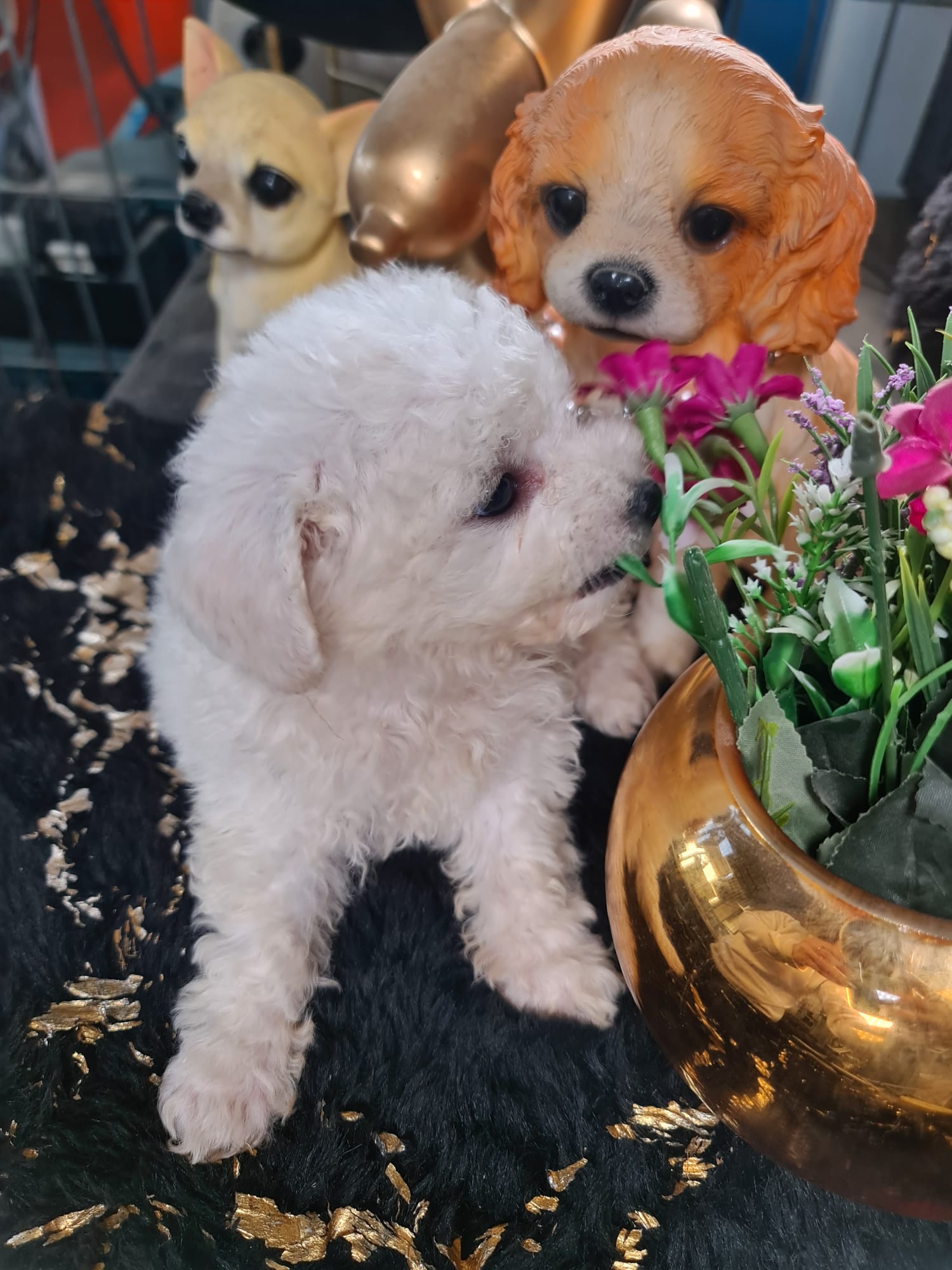 תמונה 4 ,כלבים בישון פריזה   בישון פריזה  למכירה באשדוד