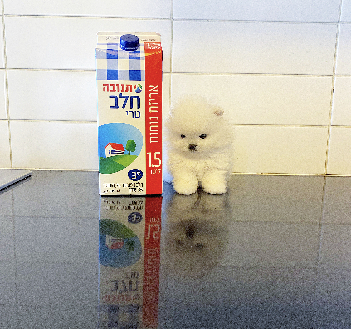 תמונה 3, כלבים | פומרניאן   |  פומרניין למכירה בקרית אונו