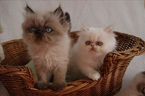 חתולים רוסי כחול  