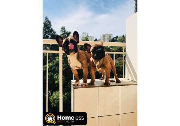 תמונה 1 ,כלבים בולדוג צרפתי   בולדוג למכירה בחיפה