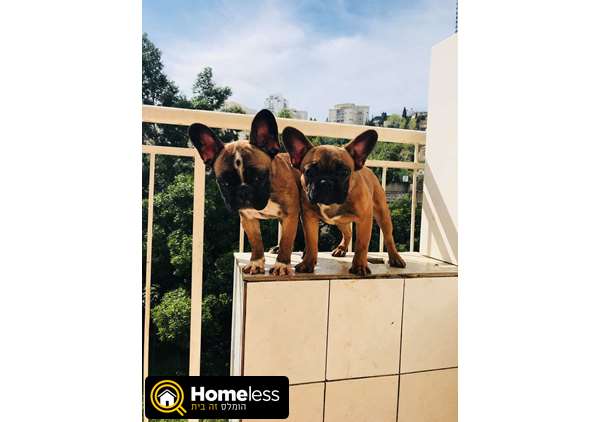 תמונה 2 ,כלבים בולדוג צרפתי   בולדוג למכירה בחיפה