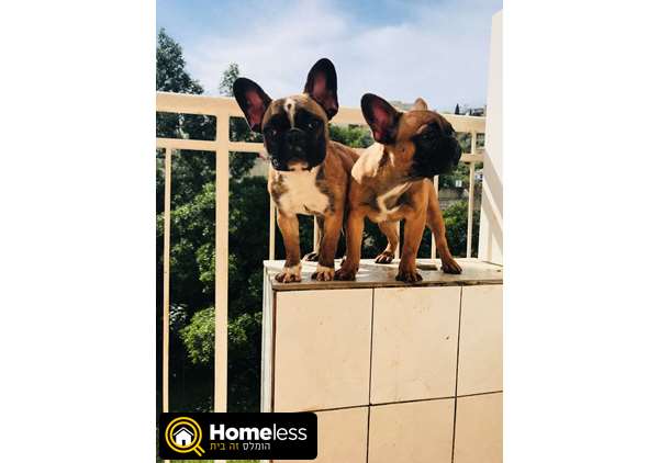 תמונה 3 ,כלבים בולדוג צרפתי   בולדוג למכירה בחיפה
