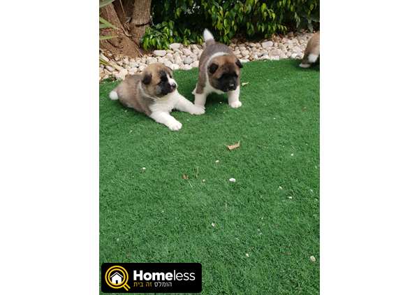 תמונה 1 ,כלבים אקיטה יפני   אקיטה למכירה בדאלית אל-כרמל