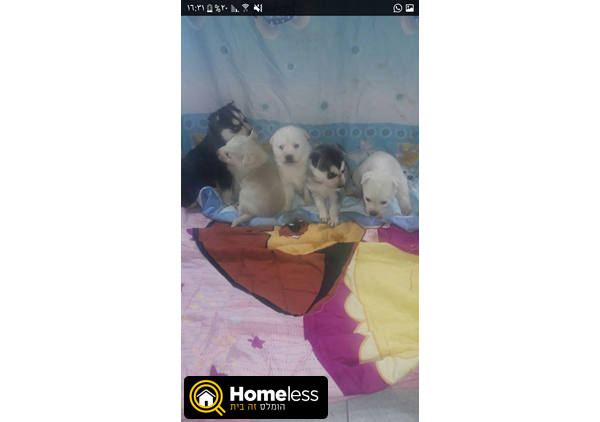 תמונה 2 ,כלבים האסקי סיביר   האסקי למכירה בנהריה