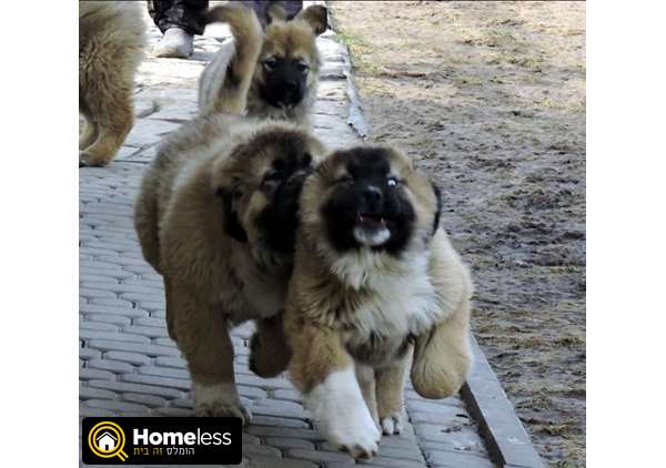 תמונה 2 ,כלבים רועה קאווקזי   הכי גדולים  למכירה בתל אביב