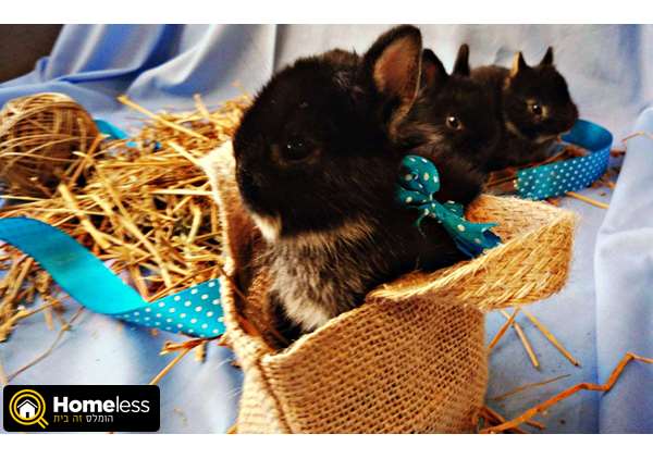 תמונה 3 ,מכרסמים ארנבות   ארנב ננסי למכירה ברמת גן