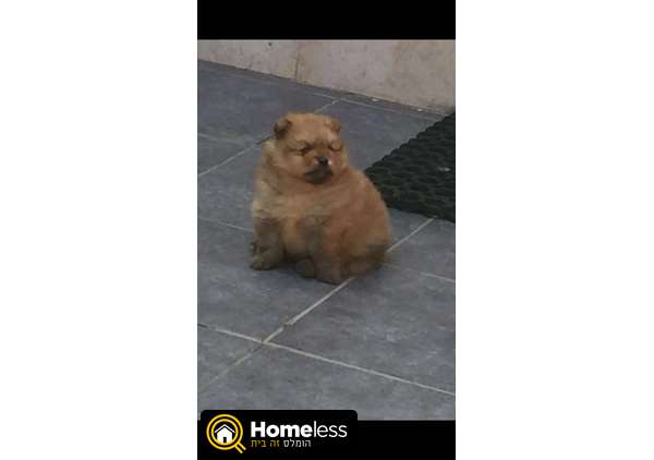 תמונה 1 ,כלבים פומרניאן   פו למכירה ב נתניה