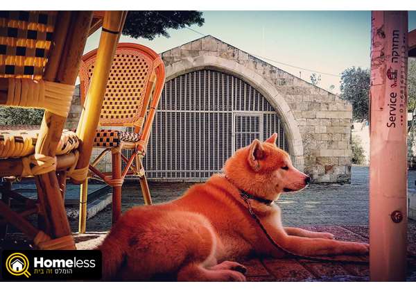תמונה 1 ,כלבים אקיטה יפני   אקיטהאינו לשידוך בנצרת