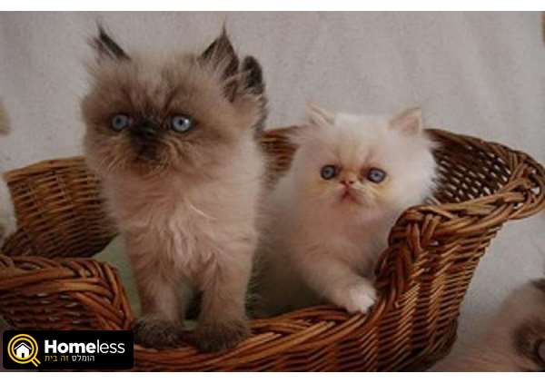 תמונה 1 ,חתולים רוסי כחול   פרסי גורים זמין כעת למכירה בjaffa